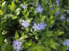 -白塘生态植物园