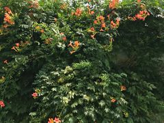 -南通洲际绿博园