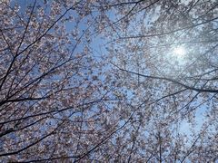 -高东镇樱花园