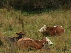 -硗碛藏寨·神木垒景区