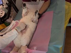 -北京观赏动物医院·24小时大型综合·猫专科·异宠专科