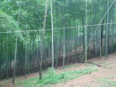 景点-宁波浙东大竹海景区