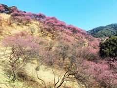-新建村梅花