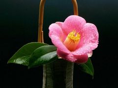 -麦当劳(无锡南禅寺店)