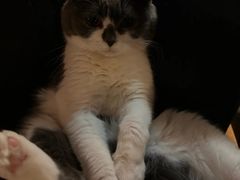 -博特宠物医院24h犬猫全科.骨科·异宠
