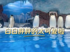 -海合安成都极地海洋公园
