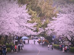 -武汉大学-樱园