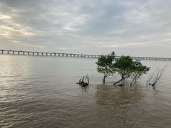 -宝安西湾红树林湿地公园