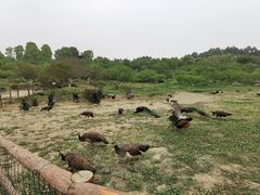 -秀丽东方
