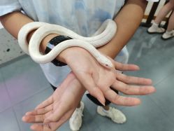 -Moni星球萌宠·小马宝莉·灵蛇·高端高阶全萌宠互动体验俱乐部(红豆国际广场店)