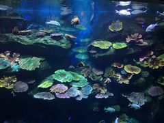 -暹罗海洋世界