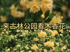 -南京古林公园