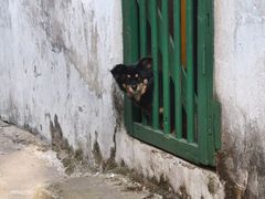 -舟舟刮凉粉