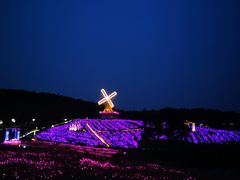 -大塘金香草谷