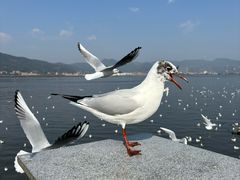 -海埂大坝