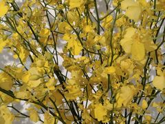 -Gigi Florist·Dk Coffee