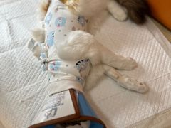 -乐派堂宠物医院·猫友好· 心脏科(东街店)