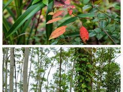 -红旗山庄(圭峰山店)