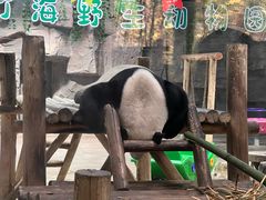 -栾川竹海野生动物园