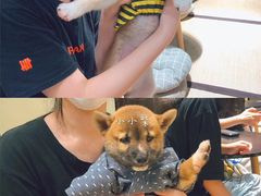 -逗柴咖啡屋·狗咖猫咖宠物桌游