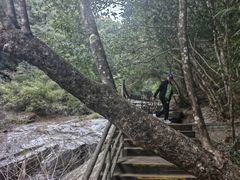-梁野山景区