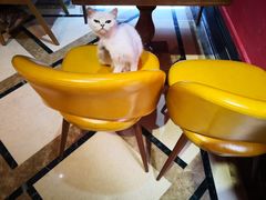 -猫色咖啡·猫咖