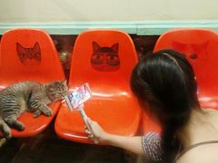 -猫咪博物馆(顶澳仔猫街店)