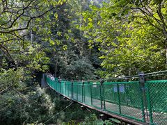 -西双版纳原始森林公园