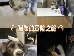 -瑞派天使宠物医院·神经外科·骨科·核磁CT(洛川中路店)