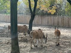 -上海野生动物园