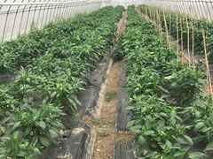 -上膳源有机农场