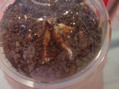 -蜜雪冰城(新城南都店)