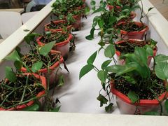 -肯德基(西安电子城店)