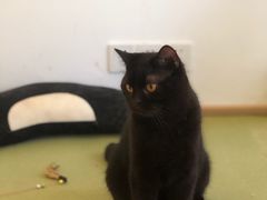 -猫在这儿猫咪咖啡馆·撸猫馆