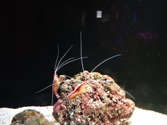-暹罗海洋世界