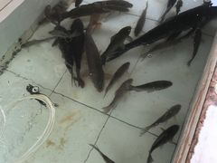 水库鱼-金台阶鱼馆(于桥水库店)