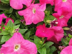 -松山湖梦幻百花洲