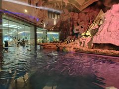 -帝企鹅自助餐厅•儿童岛•真企鹅(长隆企鹅酒店)