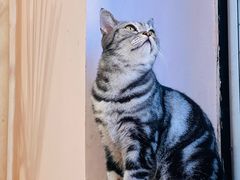 -楼上猫咖(罗湖店)