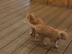 -MR.ROCKY洛奇先生·西餐&酒吧(琶醍店)