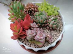 -平吉花卉市场