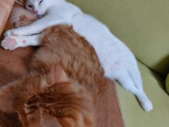 -宠物星动物医院·眼科·异宠·猫科(江南大道总院)