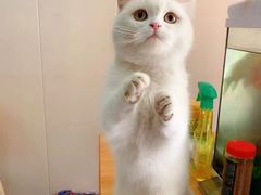 -帕帕拉兹宠物(亚洲旗舰店)