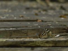 -五营红松林海景区