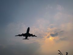 -空港花田景区