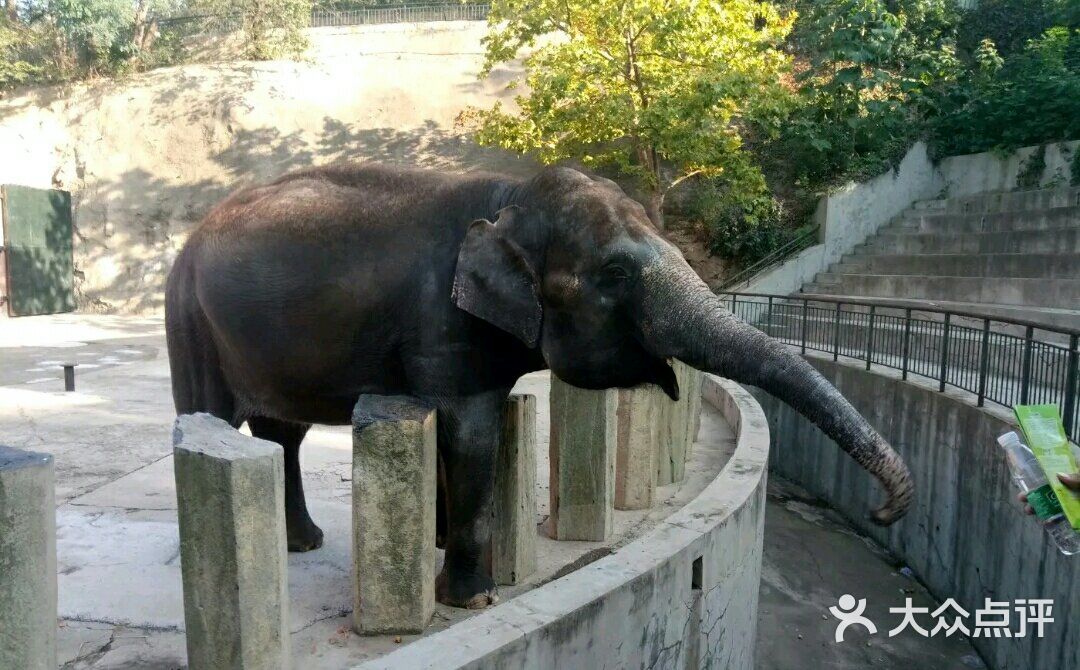 大連森林動物園圖片 - 第1張