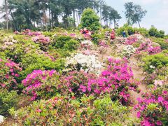 -南山植物园