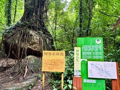 -莫里热带雨林景区