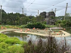 -新加坡飞禽公园