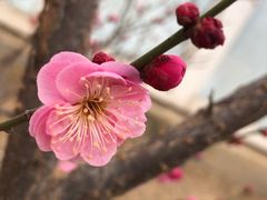 -北京鹫峰国家森林公园